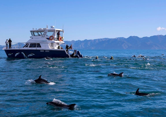 Dolphin Swimming