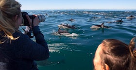 Dolphin Watching
