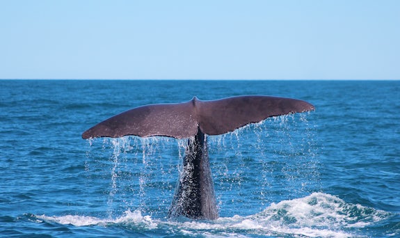 Whale Tail